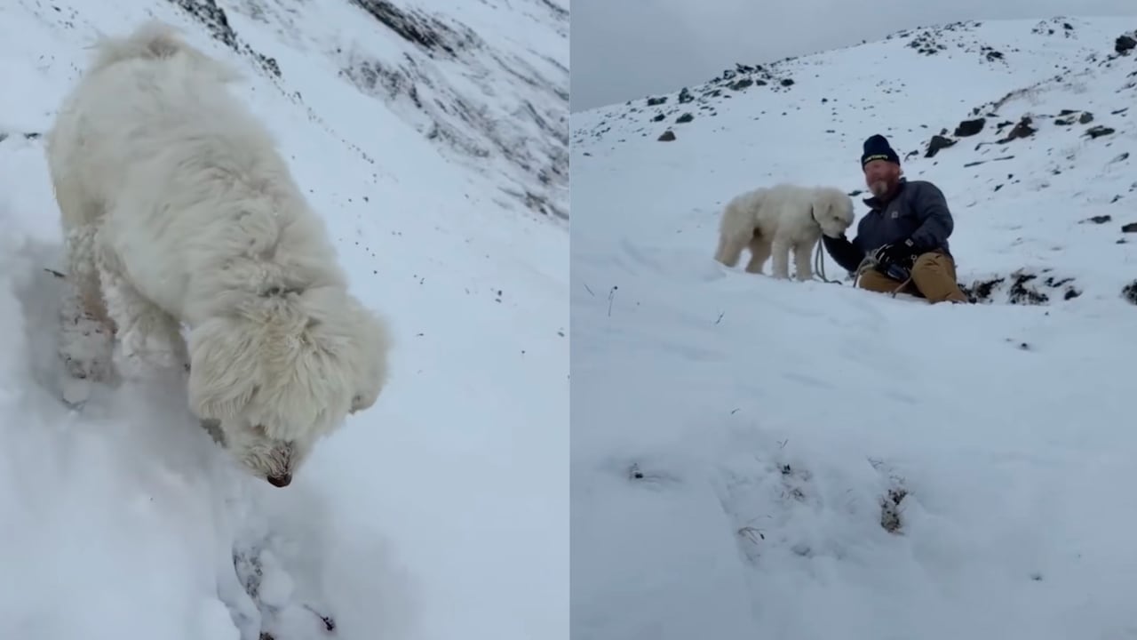 Perrita sobrevivió en la nieve más de 50 horas luego de una avalancha.