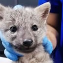 El zorrito que logró sobrevivir al atropellamiento se encuentra recuperándose en el hogar de paso de la corporación. Foto: Cornare - Colombia hoy.