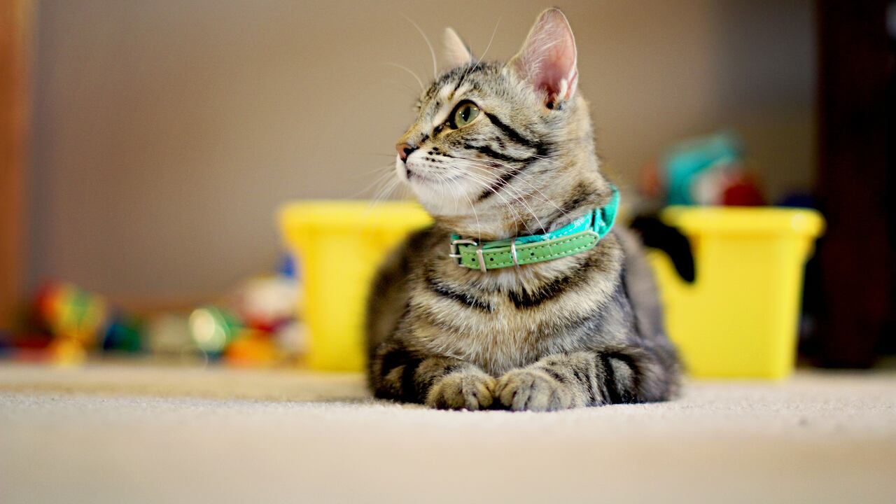 Muchos dueños cometen errores al intentar jugar con sus compañeros felinos.