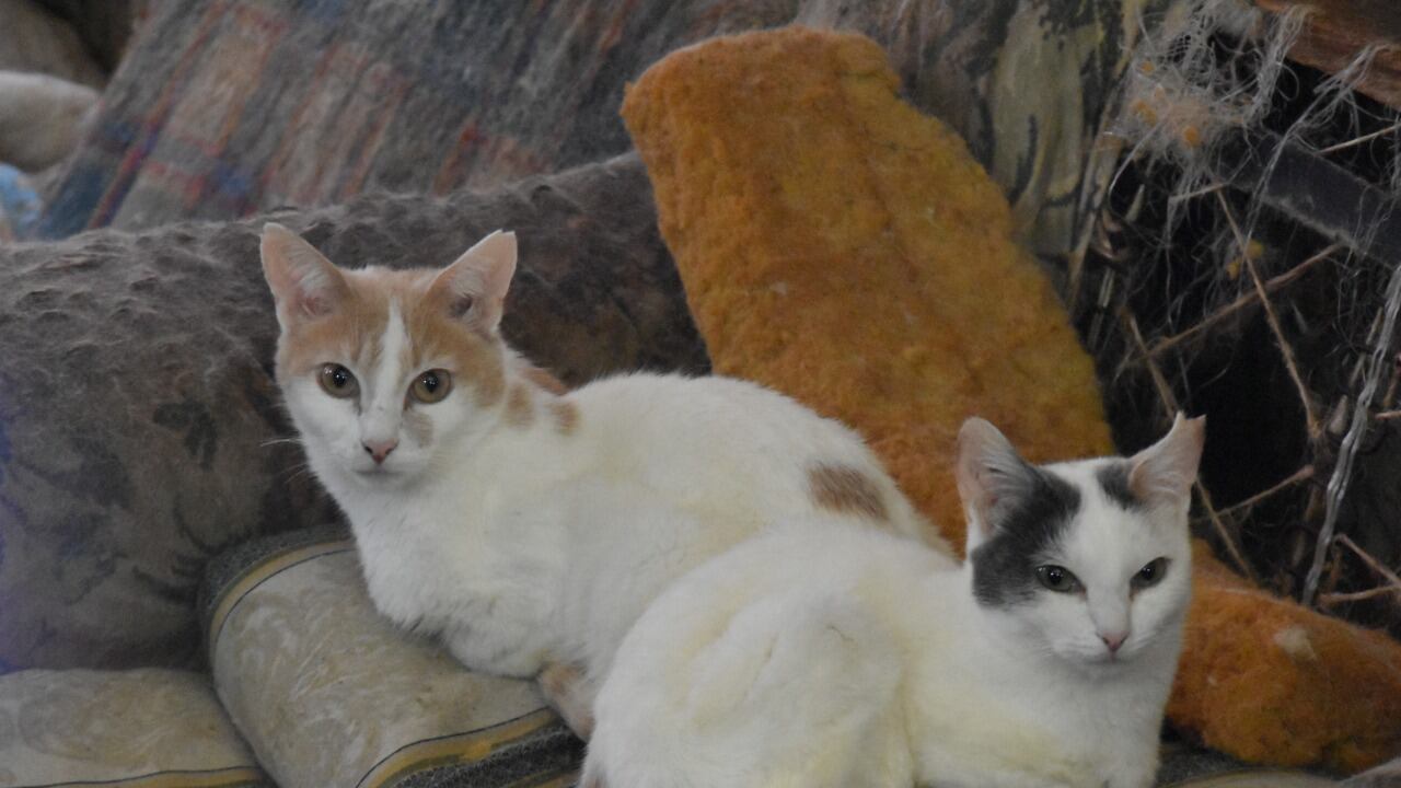 El Instituto de Protección y Bienestar Animal de Bogotá inició el traslado de más de 30 gatos que vivían con una mujer que falleció en Chapinero.