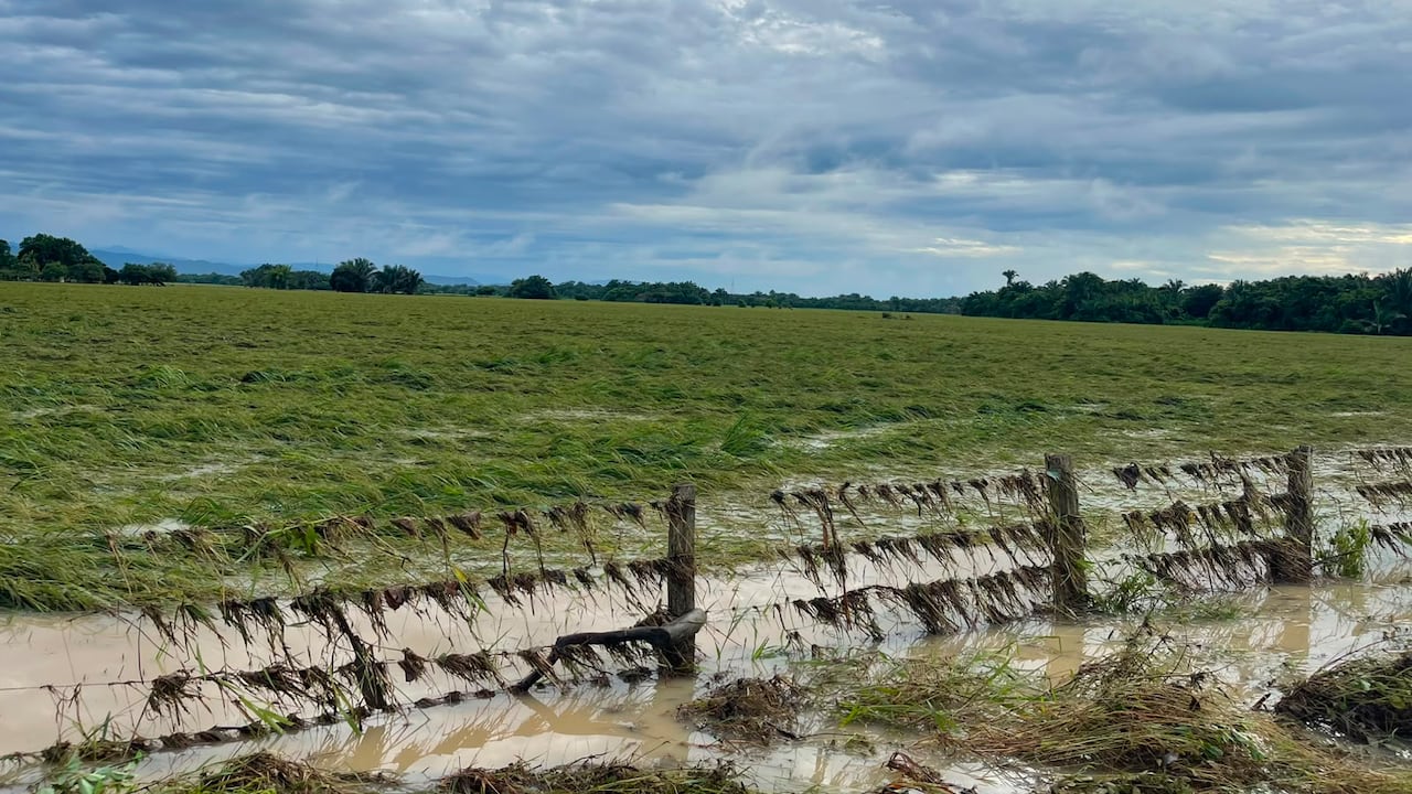 Inundaciones comprometen la cosecha arrocera de Casanare.