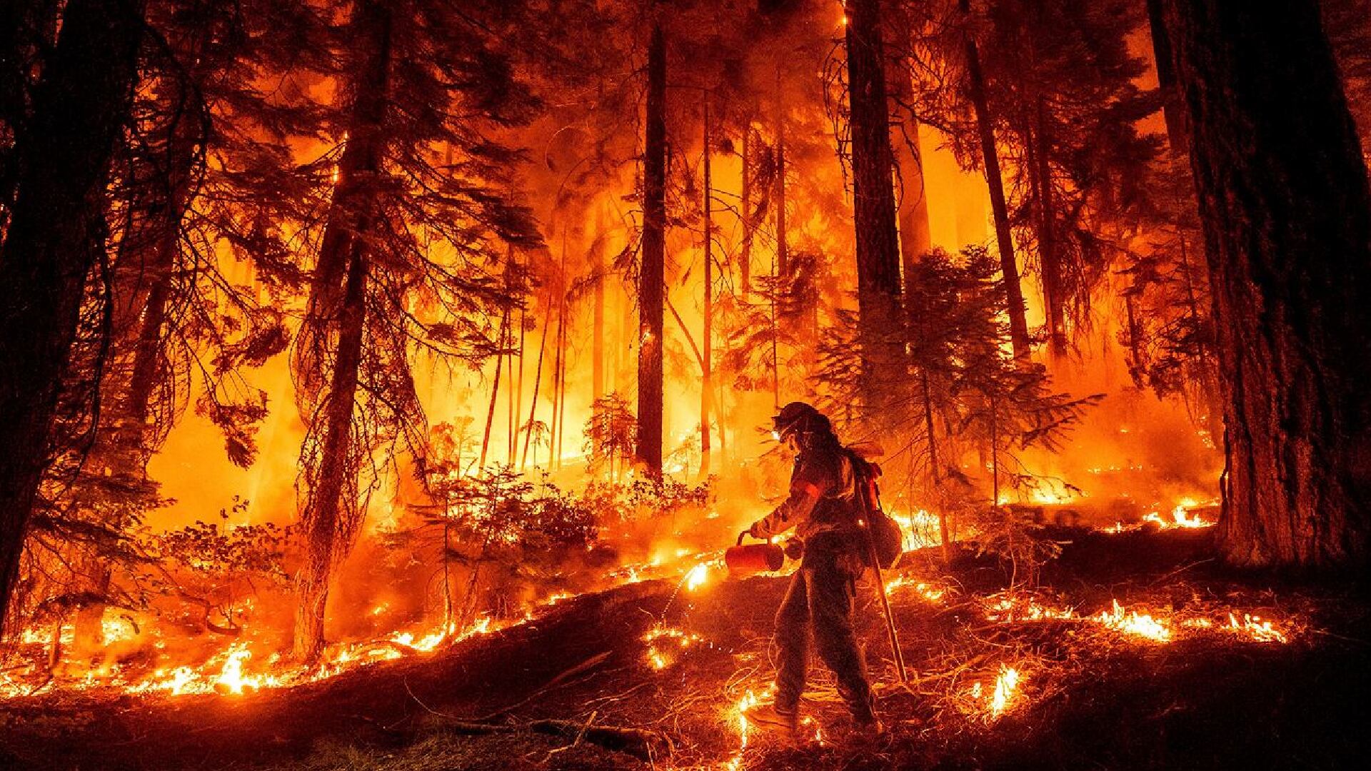 Un bombero usa soplete de goteo para quemar vegetación, mientras intenta detener el incendio del parque cerca de Mill Creek