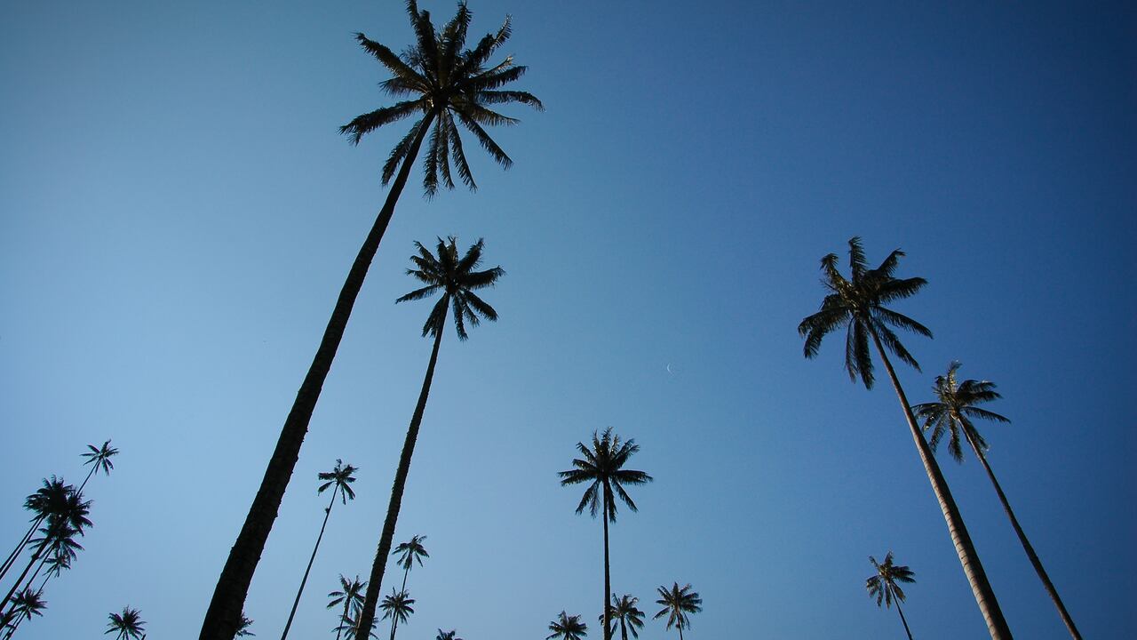 La abundancia de palmas de cera es uno de los atractivos de este corregimiento en el Eje Cafetero. (Foto de referencia).