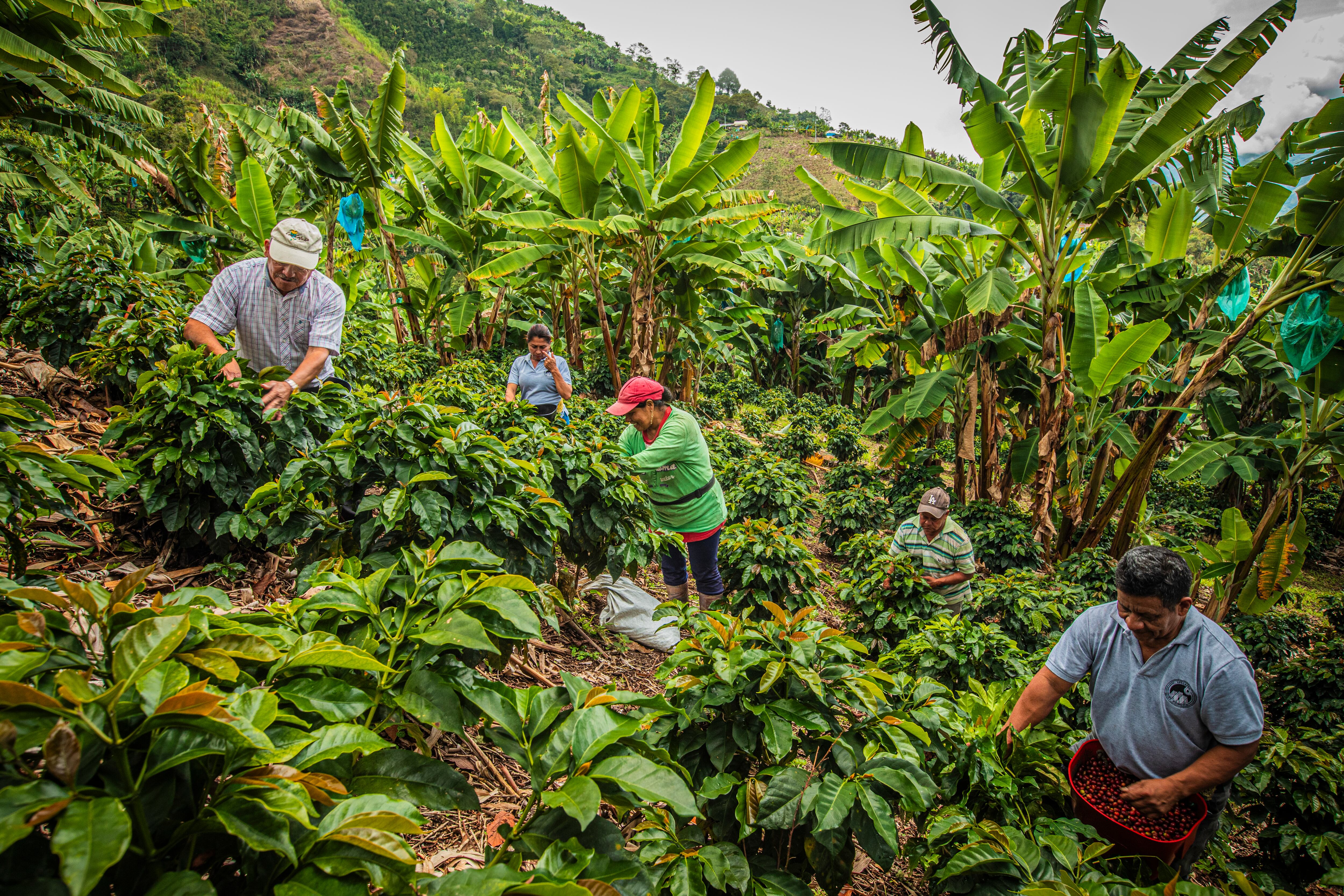 Recolectores de café de las cooperativas cafeteras.