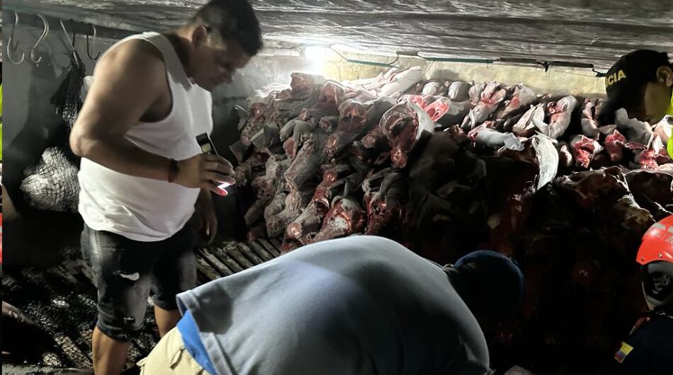 Hallazgo de aletas de tiburón en el Pacífico colombiano.