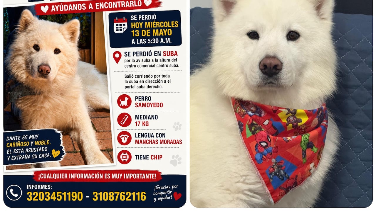 Extraviado en el noroccidente de Bogotá: samoyedo escapó tras ser golpeado por una moto