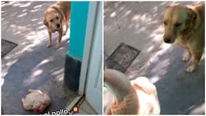 Para algunos internautas, ese 'regalo' fue una forma de agradecimiento de la canina.