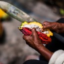 En Tumaco, la ruta del cacao consiste en visitar los proyectos de campesinos que reemplazaron sus cultivos de coca por cultivos de cacao.