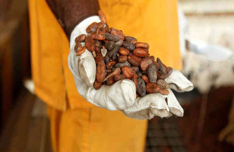 Los granos de cacao en Costa de Marfil han incrementado en un 10 %  su valor y actualmente en Abidjan se paga 1, 67 Euros por kilo.