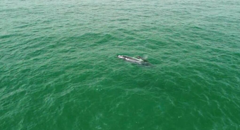 Espectáculo marino en el Pacífico colombiano
