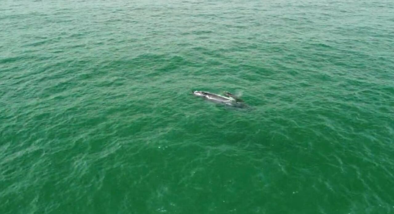 Espectáculo marino en el Pacífico colombiano
