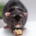 Las ratas negras son animales omnívoros.
