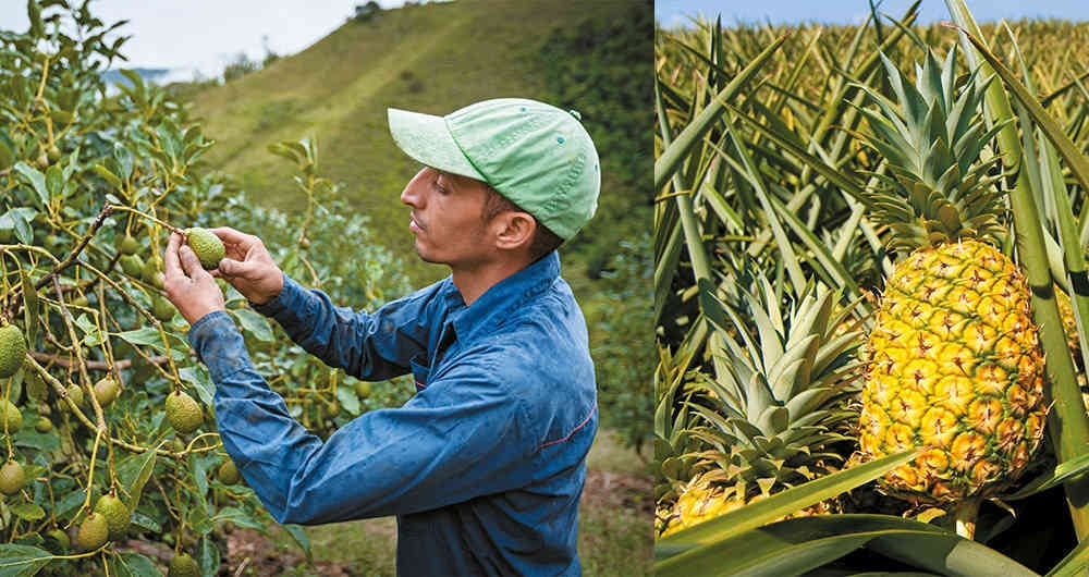 La exportación creciente de productos como la piña ha sido importante en economías como la vallecaucana.