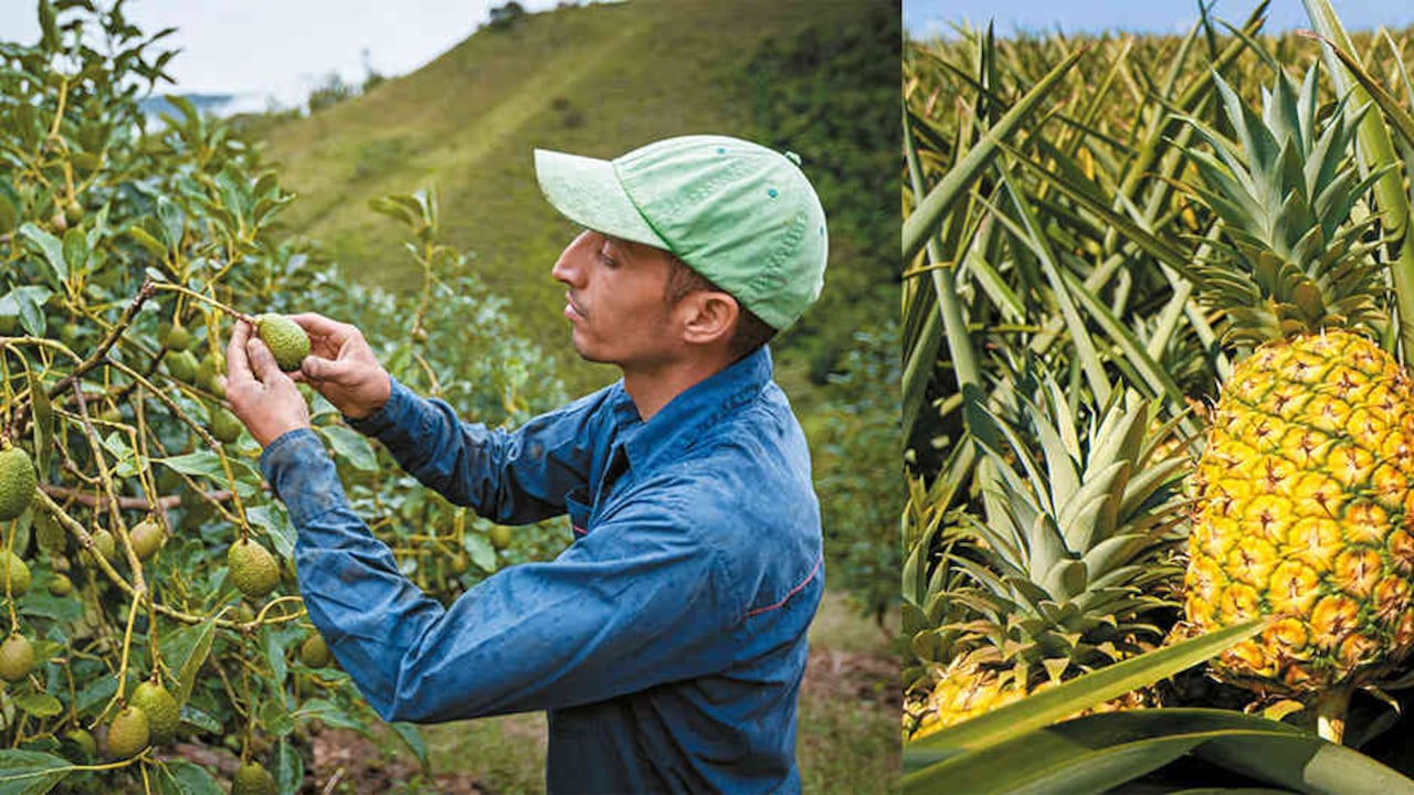La exportación creciente de productos como la piña ha sido importante en economías como la vallecaucana.