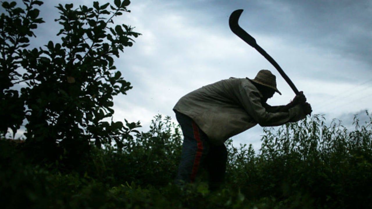 La falta de capital de trabajo es una constante en el sector agricultor. (Getty)