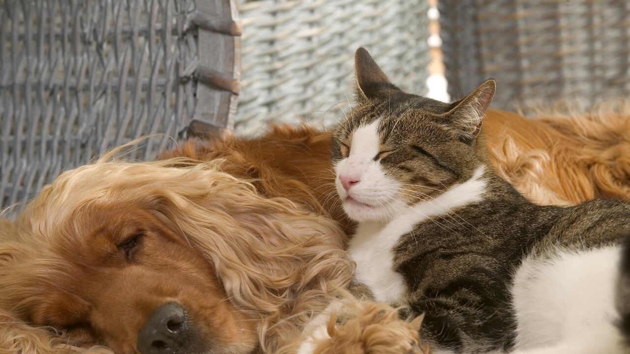 El dinero estará destinado al cuidado de los animales