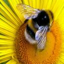 Los agroquímicos utilizados para fumigar cultivos pudieron ser la causa para que se registrara esta mortandad de abejas en Córdoba. Foto: archivo/Semama.com