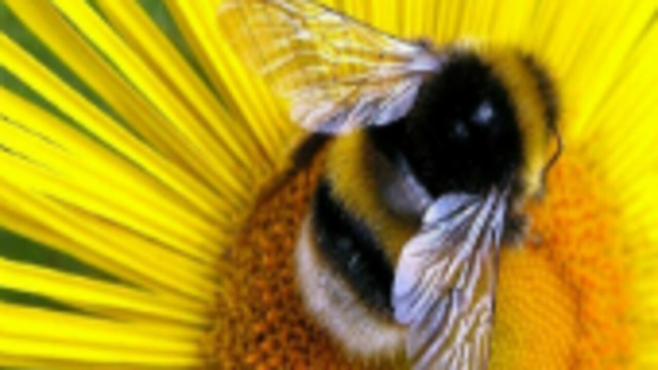 Los agroquímicos utilizados para fumigar cultivos pudieron ser la causa para que se registrara esta mortandad de abejas en Córdoba. Foto: archivo/Semama.com