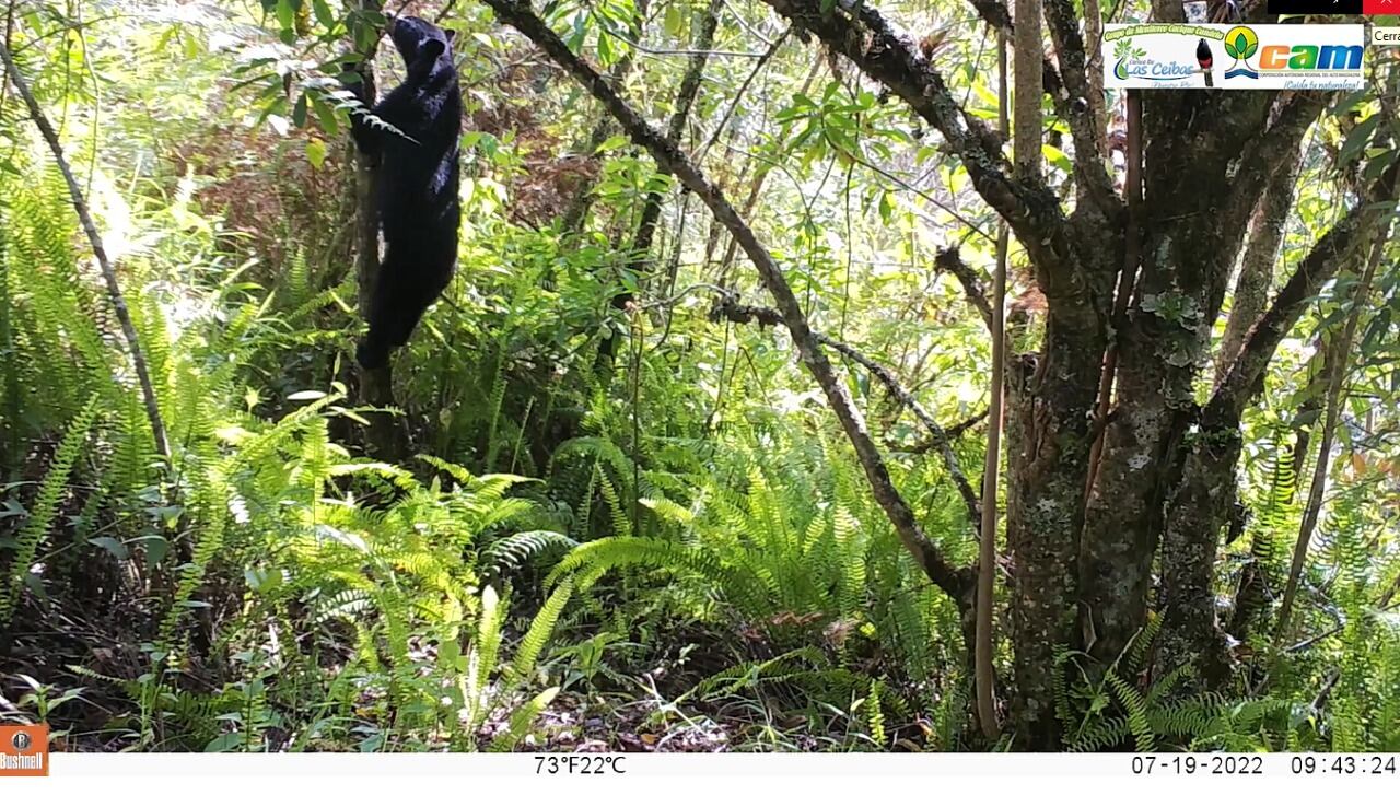 Este aumento debido a que el oso de anteojos es una especie que se encuentra a nivel mundial en la categoría Vulnerable a la Extinción.