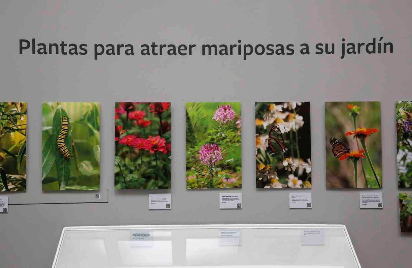 La muestra tiene una selección de flores y plantas que pueden atraer mariposas a los jardines.