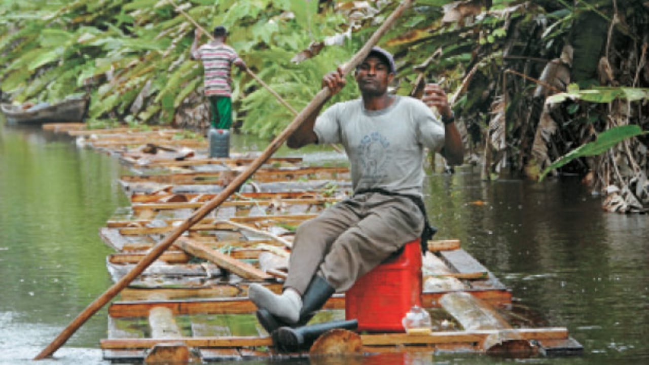 La tala en el Truandó
Los afro y los indígenas que viven en las cuencas sacan madera talada en largas balsas que conducen por los afluentes del Atrato hasta los centros poblados para vender los tablones, como esta que desciende por un caño del Truandó hacia Riosucio. Según se dice en voz baja, las Farc cobran por cada trozo de madera que deja la región en esta tala gota a gota que despoja los bosques de los mejores abarcos, robles, cedros y cativos. Lejos de los circuitos de mercado, con la gasolina muy cara y el ‘impuesto’ ilegal, a los campesinos no les queda de otra que dedicarse a la tala, la minería o la coca.