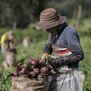 Productor local cosecha remolachas en Usme, Bogotá. La agricultura campesina, familiar y comunitaria abastece el 65% de los alimentos que se consumen en la capital.