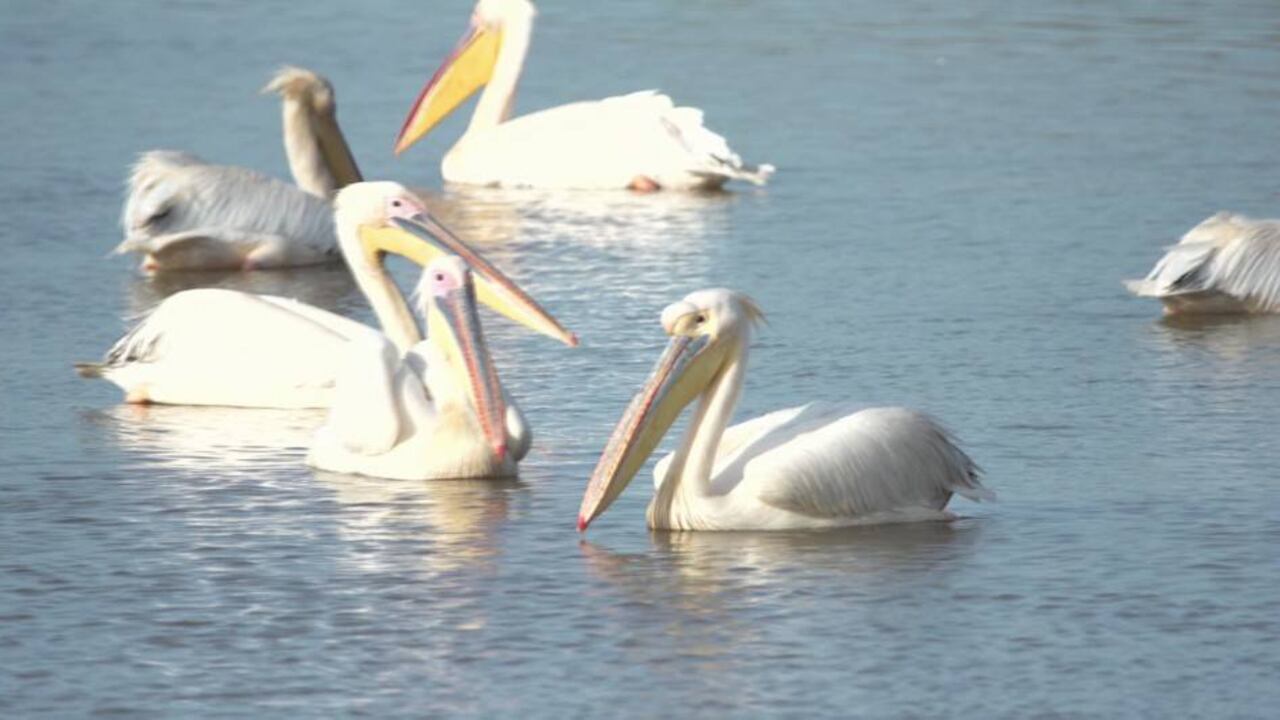 En el lago Skadar, en Montenegro, los pelícanos se convirtieron en 'socios' de los habitantes de esa región. Foto: DW