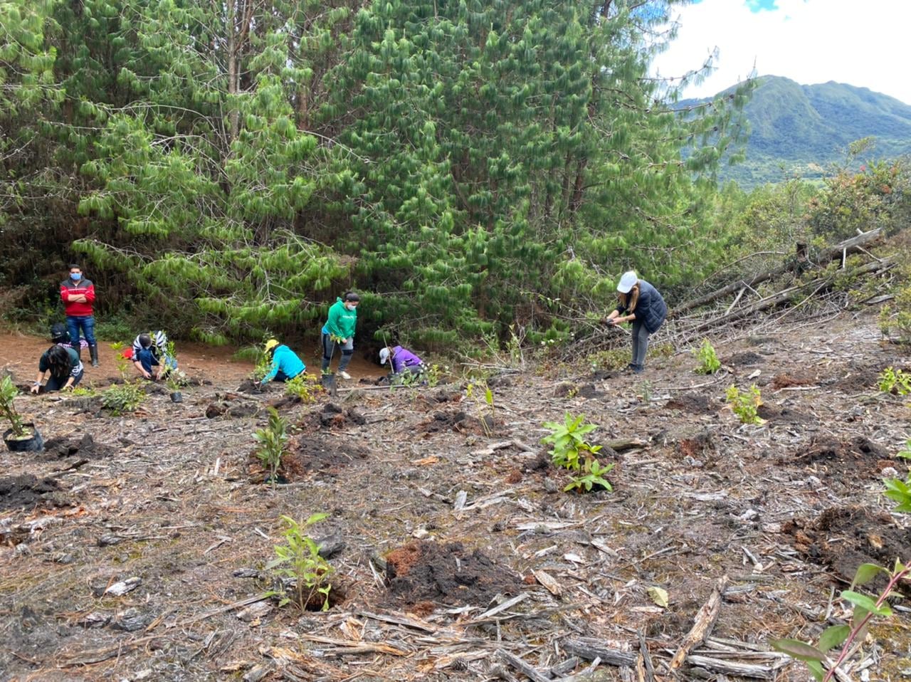 Al no ser especies nativas del páramo, los pinos y eucaliptos sembrados hace décadas crean un desequilibrio ecosistémico.