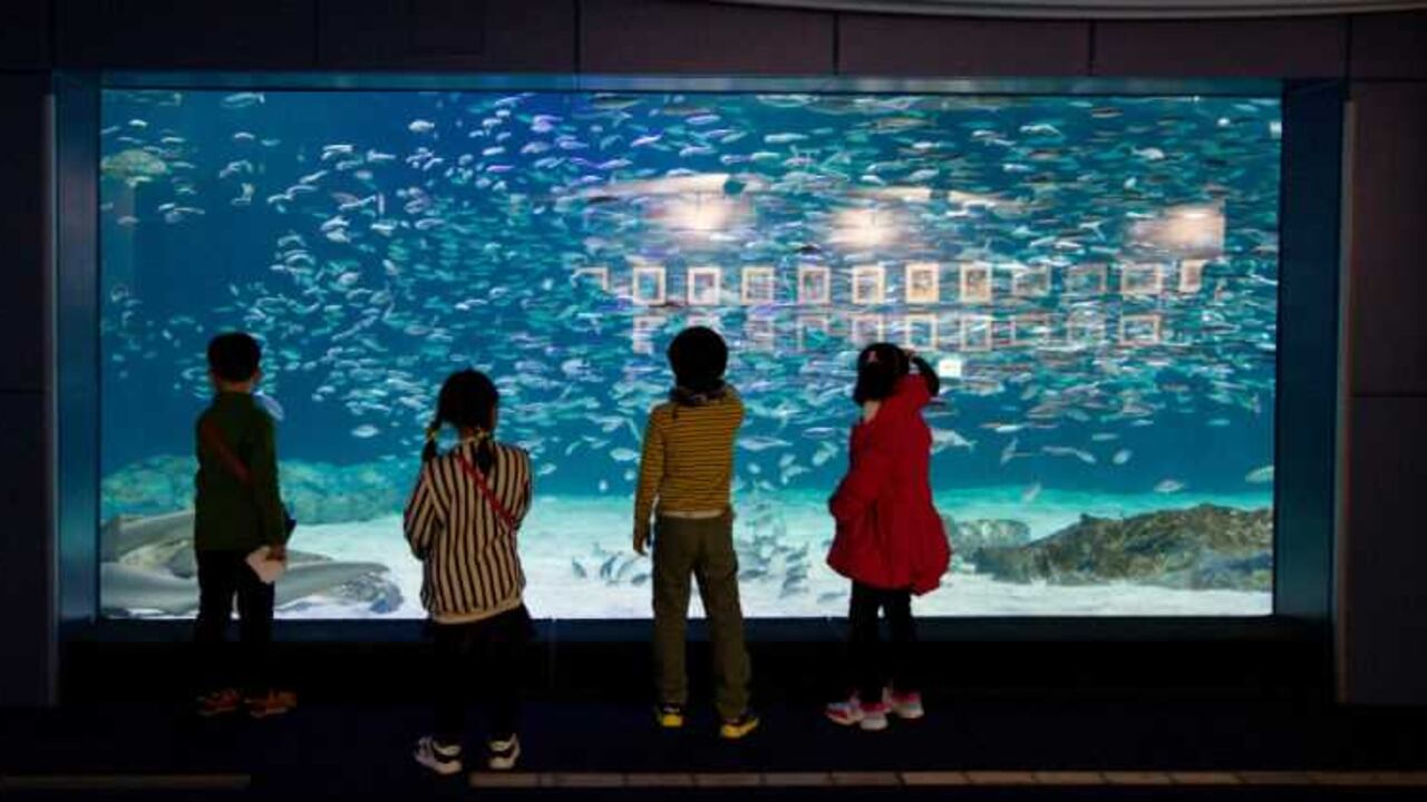 “El mundo está habitado por 7.000 millones de personas, todas únicas y diferentes. Desde esa idiosincrasia, evolucionamos y crecemos siguiendo caminos comunes (…) lo mismo ocurre con las escuelas, no hay dos iguales”. Foto: Bloomberg.