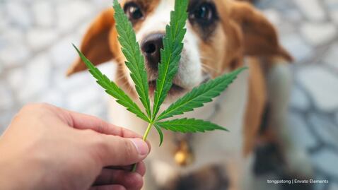 Cannabis terapéutico en mascotas: estudio de la Universidad Nacional revela evolución favorable