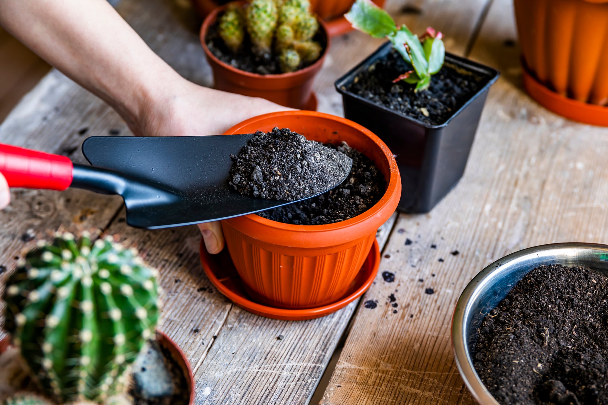 Trasplante de planta