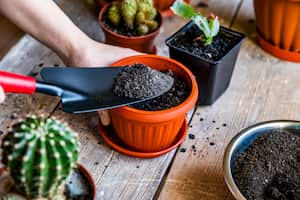 Hay aspectos que deben tenerse en cuenta para hacer un trasplante adecuado de una planta.