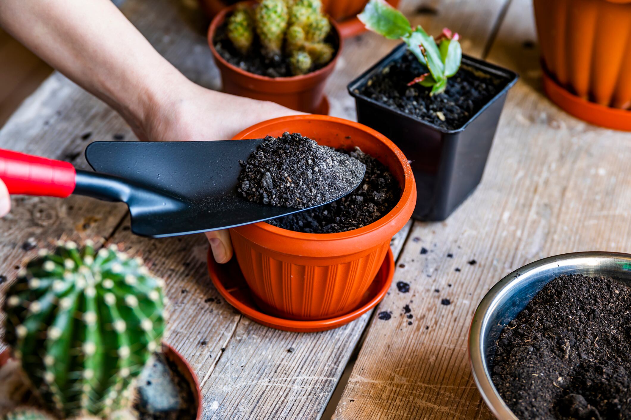 Trasplante de planta