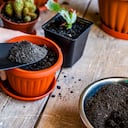 Hay aspectos que deben tenerse en cuenta para hacer un trasplante adecuado de una planta.