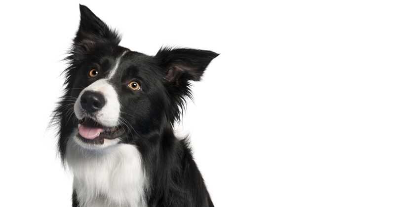 La raza más inteligente.