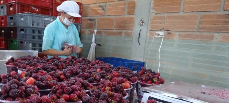 Un tema sensible para Postobón es la compra de materia prima como fruta. El papel de los agricultores es clave en la estrategia de sostenibilidad.