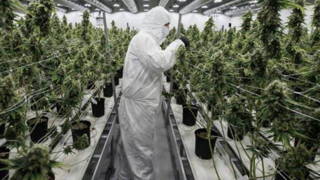 La producción de marihuana se disparó, pero no tanto la demanda. Getty Images.