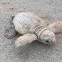 Las tortugas blancas marinas son especies difíciles de encontrar en la naturaleza. Foto: Town of Kiawah Island - Colombia hoy