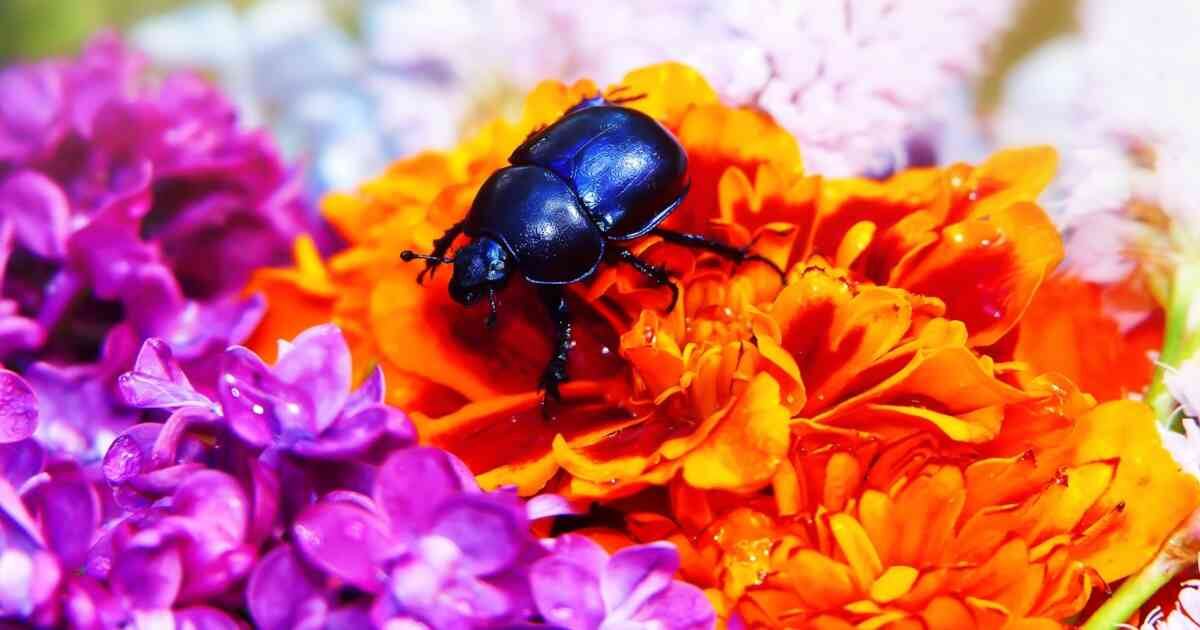 Los escarabajos son unos de los mayores polinizadores que existen. Foto: Pixabay. 