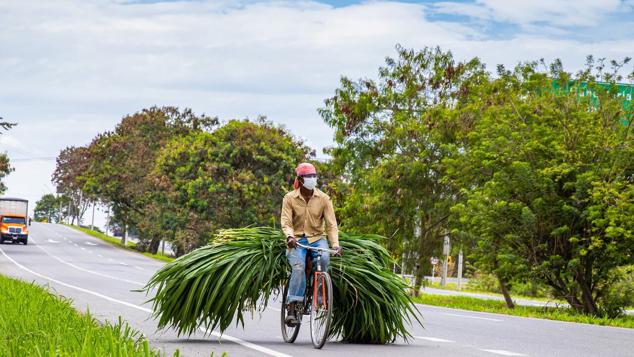La recta Palmira - Cali es uno de los trayectos más utilizados por trabajadores y deportistas en bicicleta.