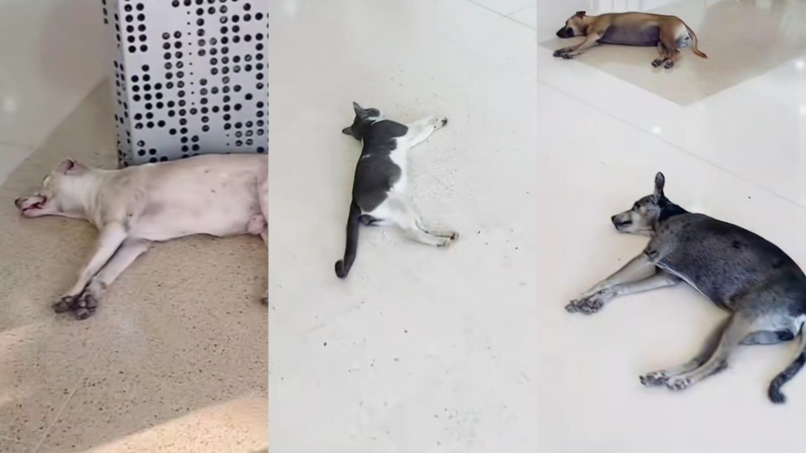 Perritos y gatos callejeros en Centro Comercial Mall Plaza de Cartagena