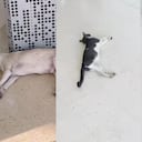 Perritos y gatos callejeros en Centro Comercial Mall Plaza de Cartagena