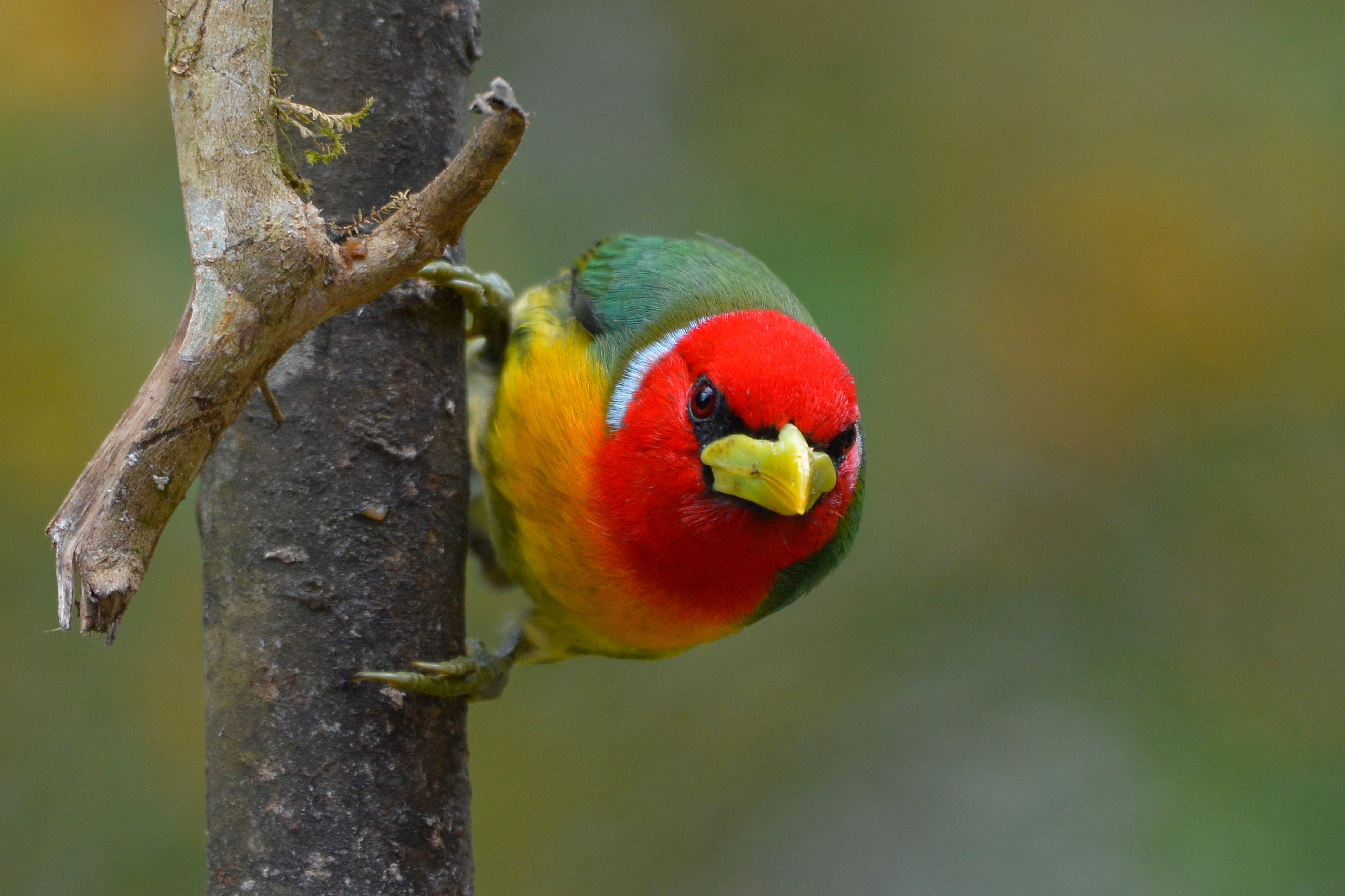 Especial Cali y Valle del Cauca, Editorial Cali es Cali