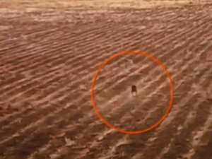 La leyenda sobre el chupacabras ha vuelto a ser tendencia en Bolivia, por la supuesta aparición de este extraño ser en vídeo.