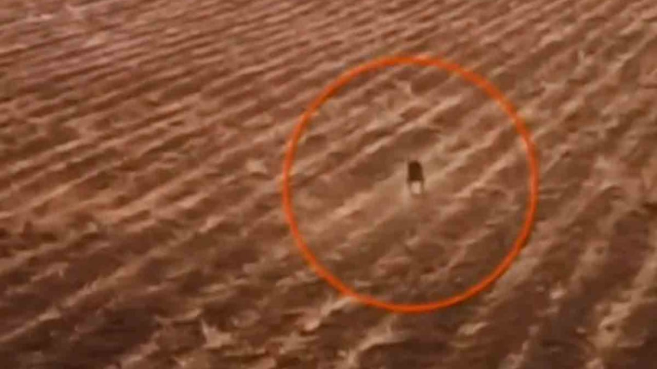 La leyenda sobre el chupacabras ha vuelto a ser tendencia en Bolivia, por la supuesta aparición de este extraño ser en vídeo.