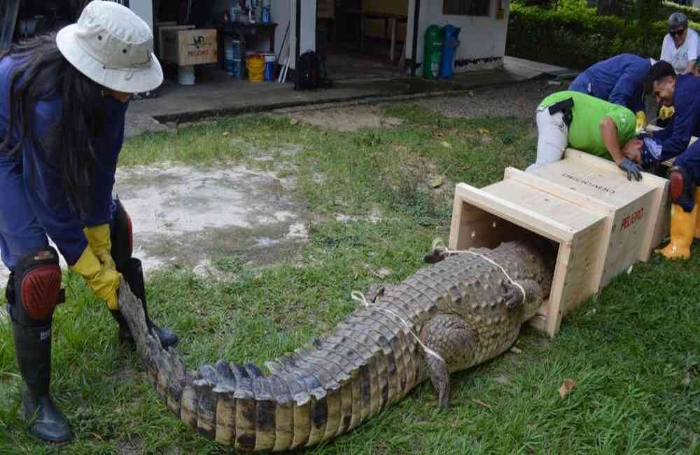 Liberación de un cocodrilo llanero a su hábitat en el río Guayabero