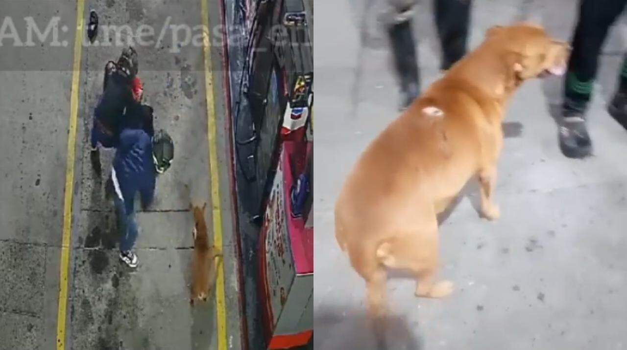 Con valentía y ladridos fuertes, el perro se enfrenta a los ladrones, logrando frenar momentáneamente su avance.