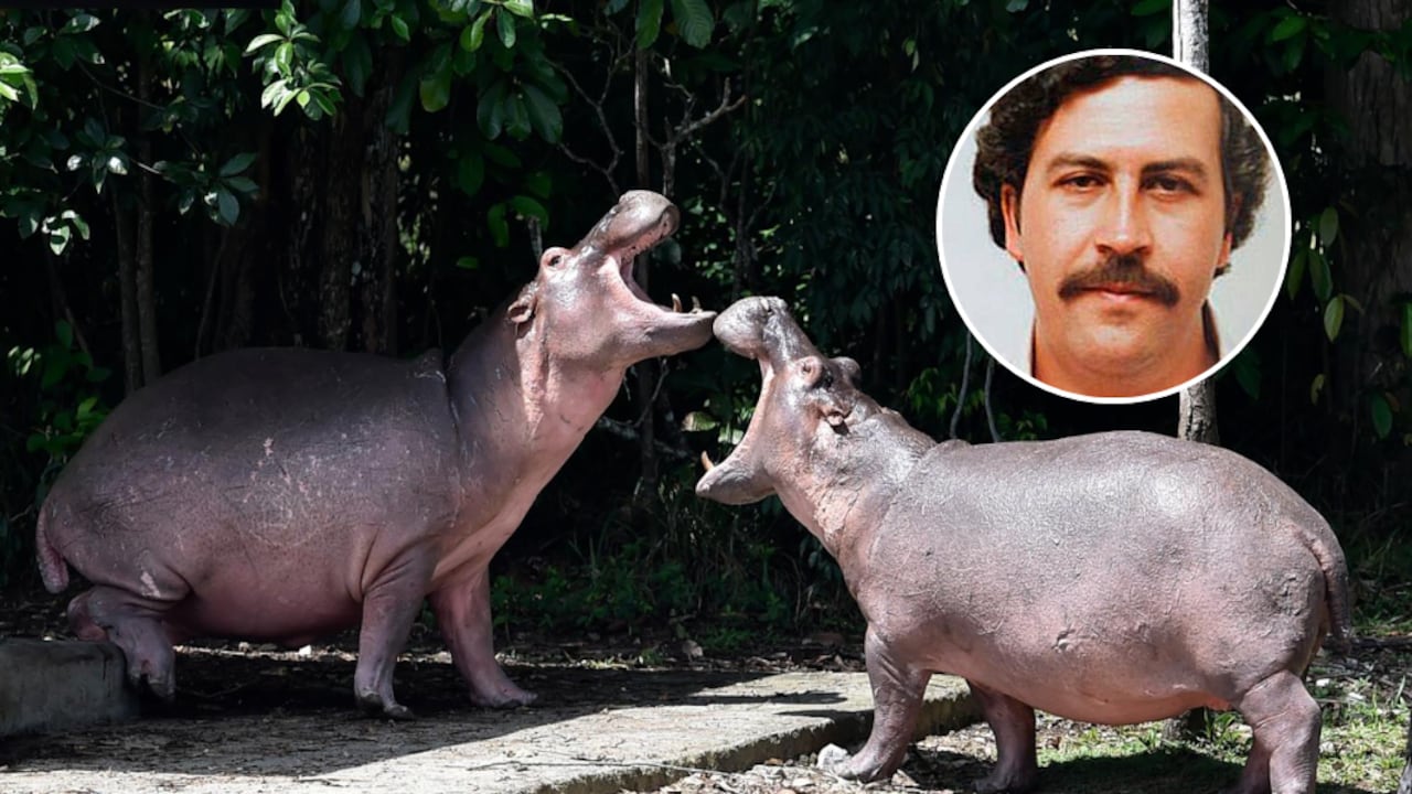 Actualmente hay decenas de ejemplares, que son temidos y adorados por igual en la región. Escobar los trajo a Colombia en 1993. Foto: tomada de redes sociales / El País