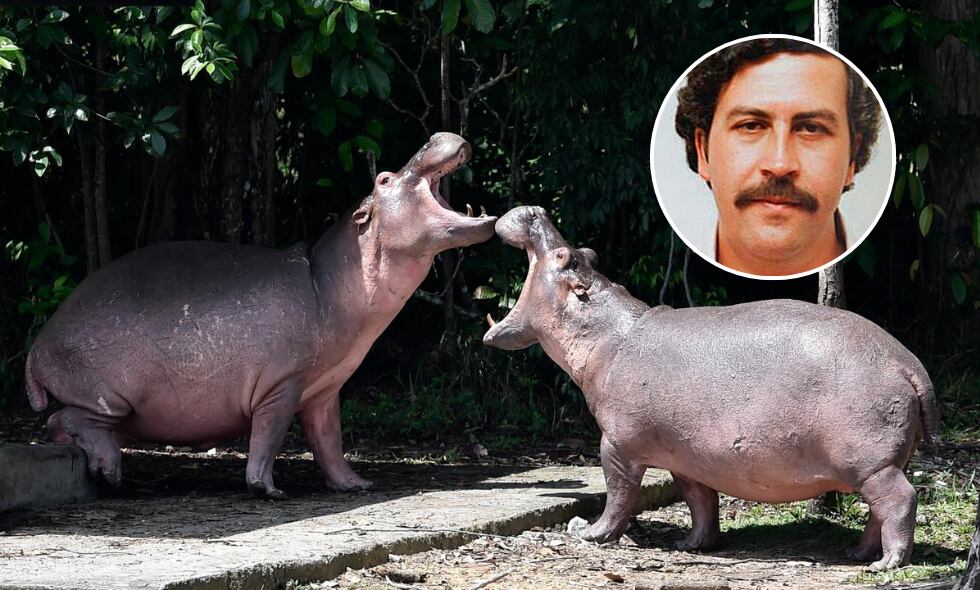 Actualmente hay  decenas de ejemplares, que son temidos y adorados por igual en la región. Escobar los trajo a Colombia en 1993. Foto: tomada de redes sociales / El País