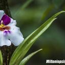 Colombia es el país que más especies de orquídeas tiene registradas en el mundo, al contabilizar 4270. Esta es una Miltoniopsis-hibrido. Foto: Jardín Botánico de Bogotá